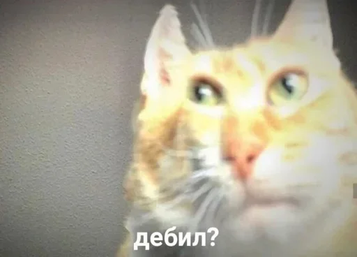 животное млекопитающее кошка