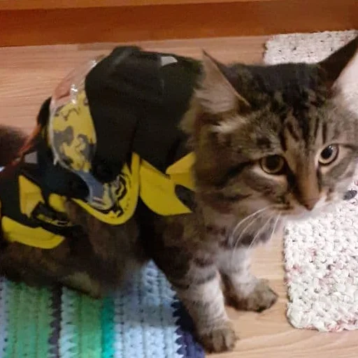 комнатный кошки малого и среднего размера кошачьи