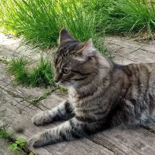 животное млекопитающее кошка