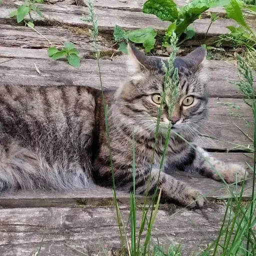 кошка млекопитающее животное