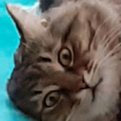 животное млекопитающее кошка