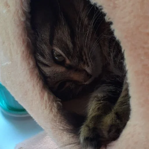 животное млекопитающее кошки малого и среднего размера