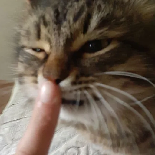 млекопитающее животное кошка