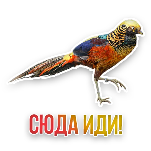 Стикер Недомашние животные :: @kgh_moscow - 10