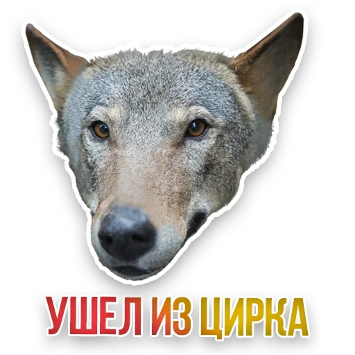 Стикер Недомашние животные :: @kgh_moscow - 2