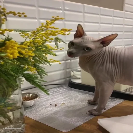 комнатный ваза кошка