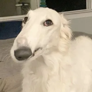 Sticker Борзы - 0