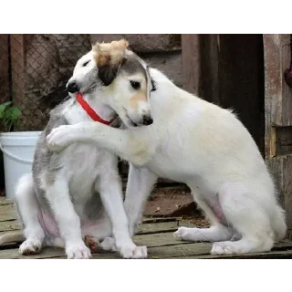 Sticker Борзы - 3