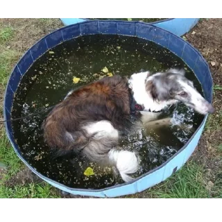 Sticker Борзы - 8