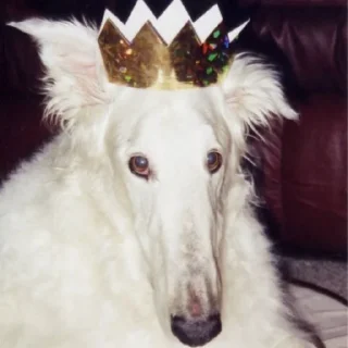 Sticker Борзы - 6