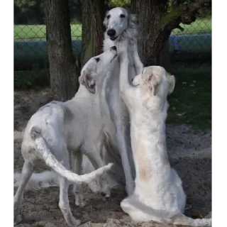 Sticker Борзы - 9