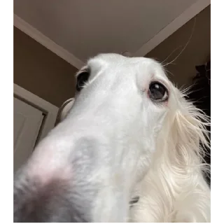 Sticker Борзы - 4