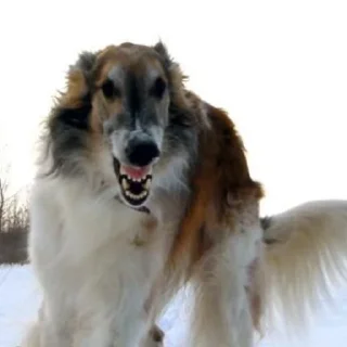 Sticker Борзы - 2