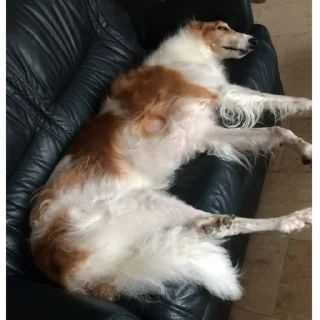 Sticker Борзы - 10