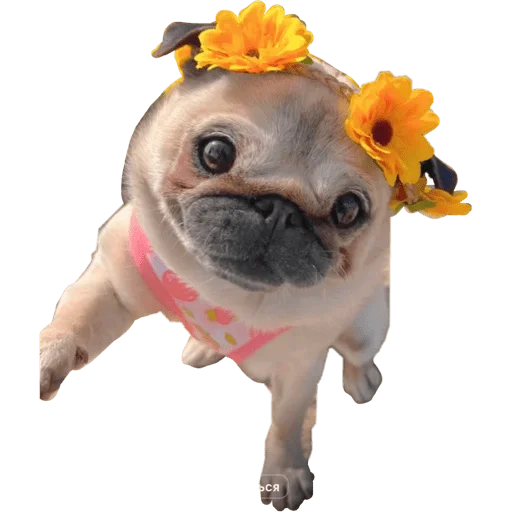 От Саксона - 