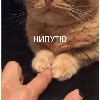 Sticker От Саксона - 7