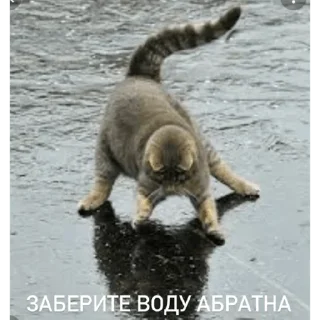 Sticker От Саксона - 9