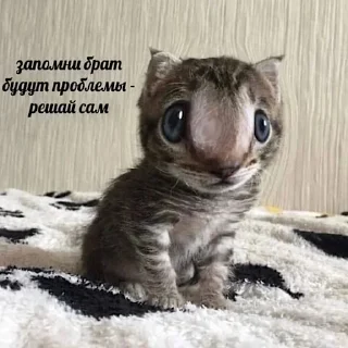 Стикер witness botik - 0