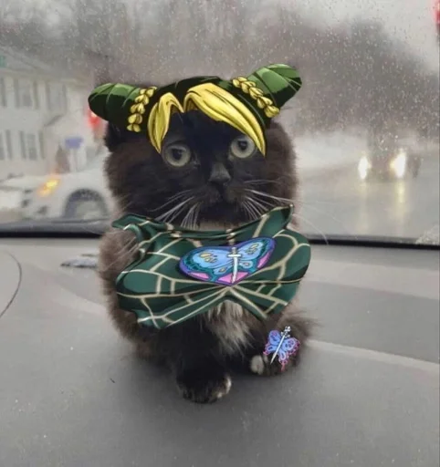 кошка комнатный млекопитающее