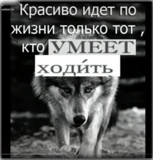 Sticker Волк - 11