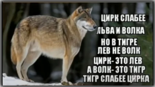 Sticker Волк - 1