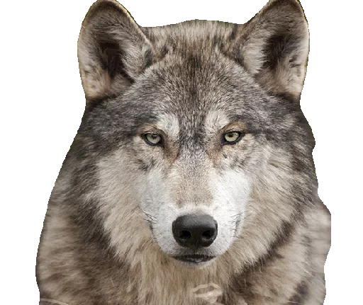 mammal animal wolf