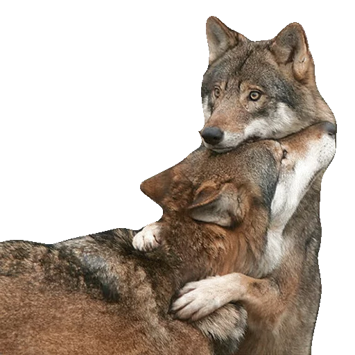 animal mammal wolf