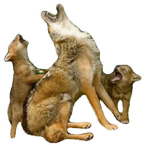 animal mammal wolf