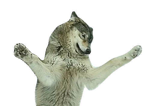 animal mammal wolf