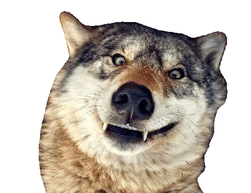 mammal animal wolf