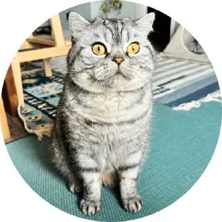 Sticker Вукан - 2