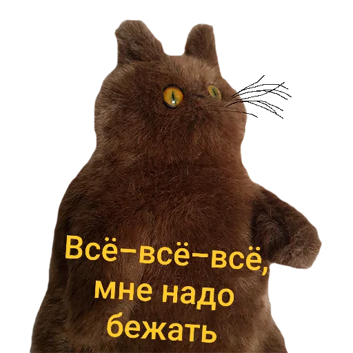 СМС кошка животное
