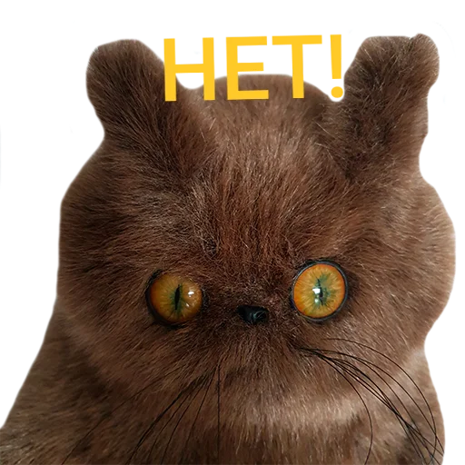 животное домашняя кошка кошка