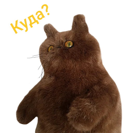 млекопитающее домашняя кошка мультфильм