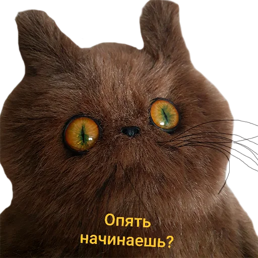 животное домашняя кошка кошка