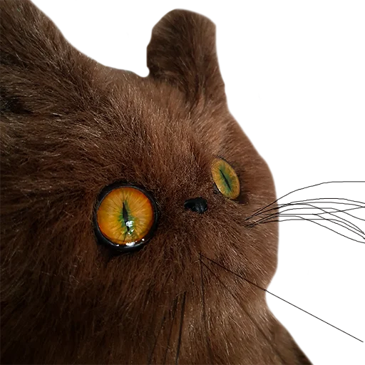 взор животное кошка