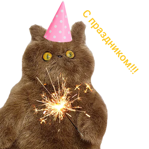 кошка животное