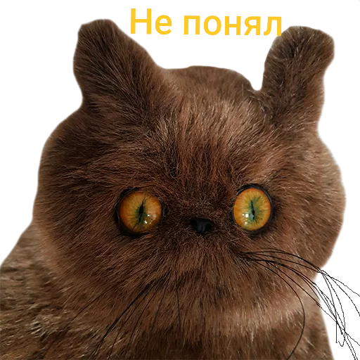 животное домашняя кошка кошка