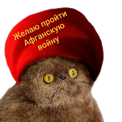 шляпа красный птица