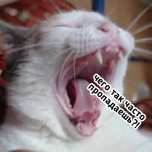 mammal animal whiskers