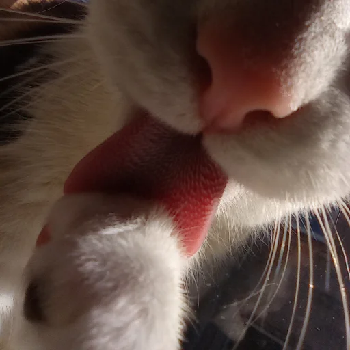 mammal animal domestic cat