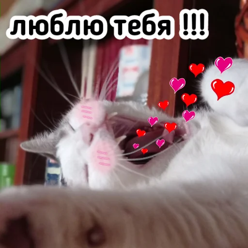 animal mammal small to medium-sized cats