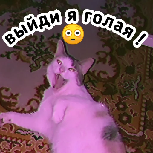 text domestic cat cat