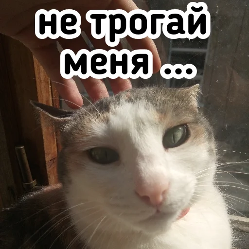 animal mammal small to medium-sized cats