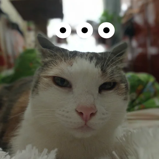 small to medium-sized cats mammal animal