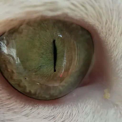 eyes closeup organ