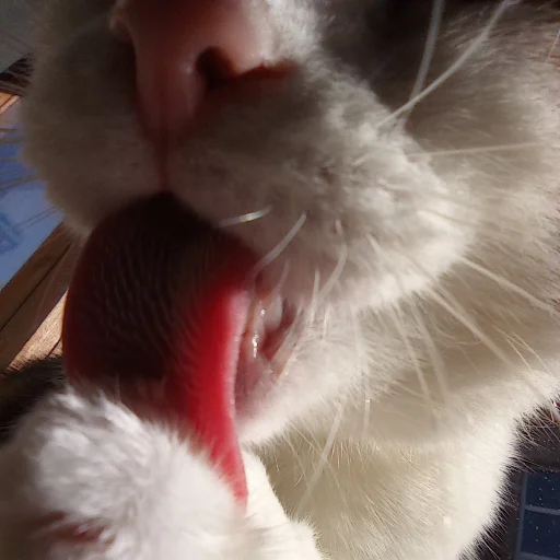 mammal animal domestic cat