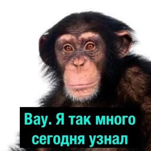 животное млекопитающее примат