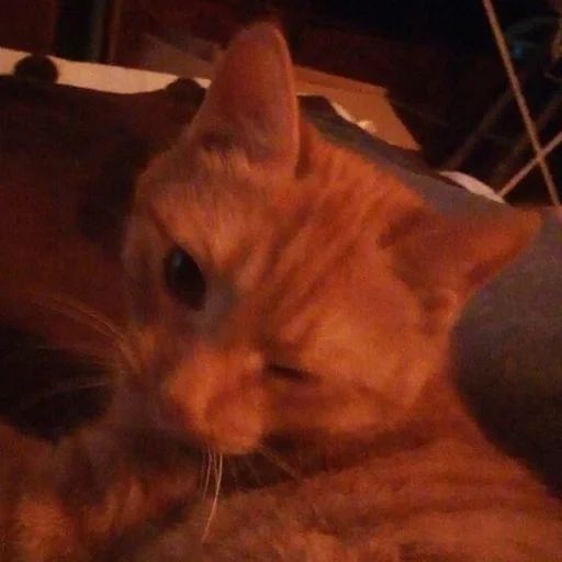 животное млекопитающее кошки малого и среднего размера