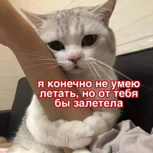 млекопитающее животное кошка